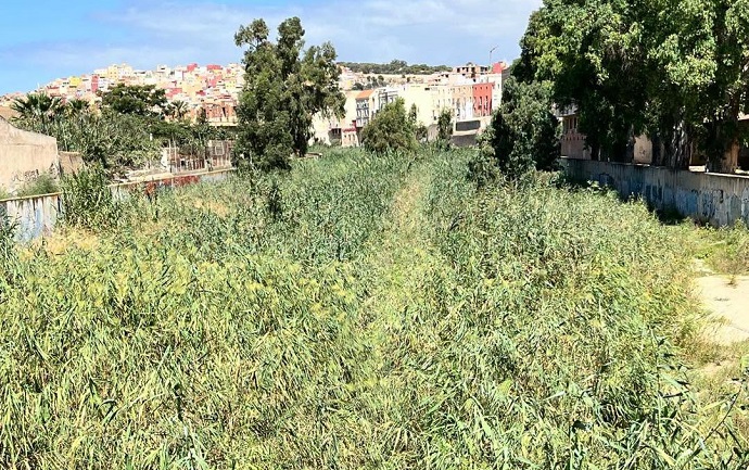 EL CONSEJERO DE MEDIO AMBIENTE ANUNCIA EL INICIO DE UN NUEVO DESBROCE DEL CA�AVERAL